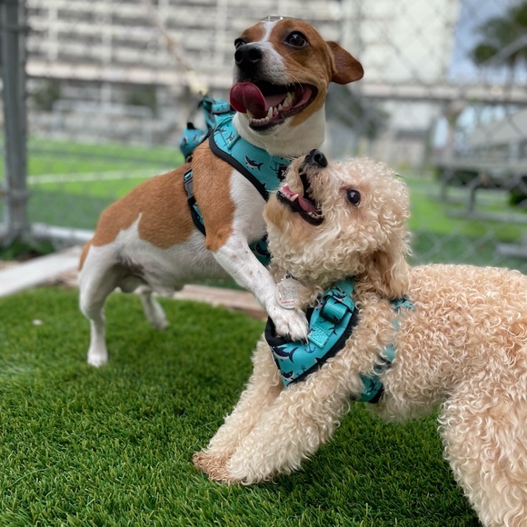 ✨ BRAND NEW Shark Dog Harness | Adjustable | Beach-Ready! - Picture 4 of 7